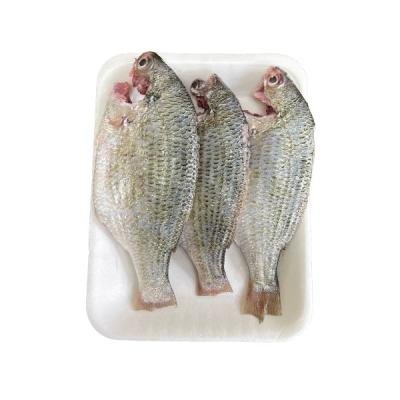 দাতিনা মাছ